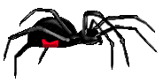 spider